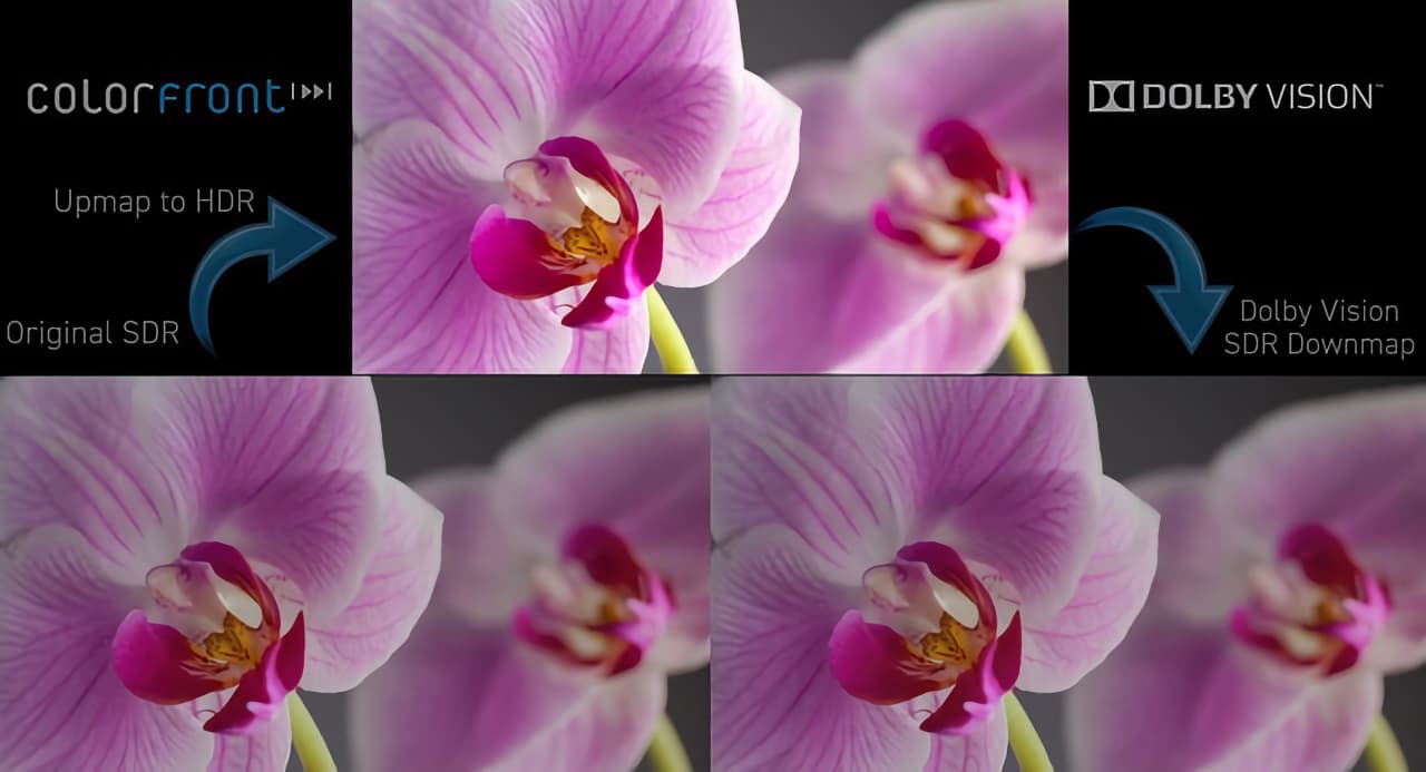 Colorfront - Dolby Vision SDR to HDR – Pink Flower